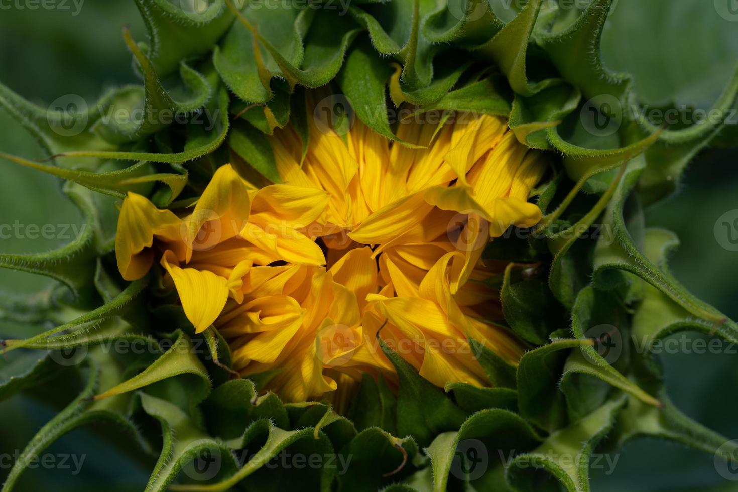 Close-up of the buds of a sunflower. The bud is half open. You can see the yellow petals photo