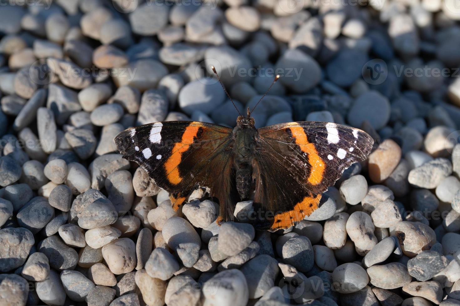 Close-up of an older butterfly. The wings are torn, the surface damaged. The insect sits on round pebbles. photo