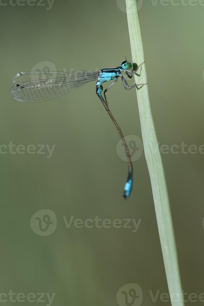 Close-up of a small blue feathered dragonfly moving its lithe body and hanging from a blade of grass. photo