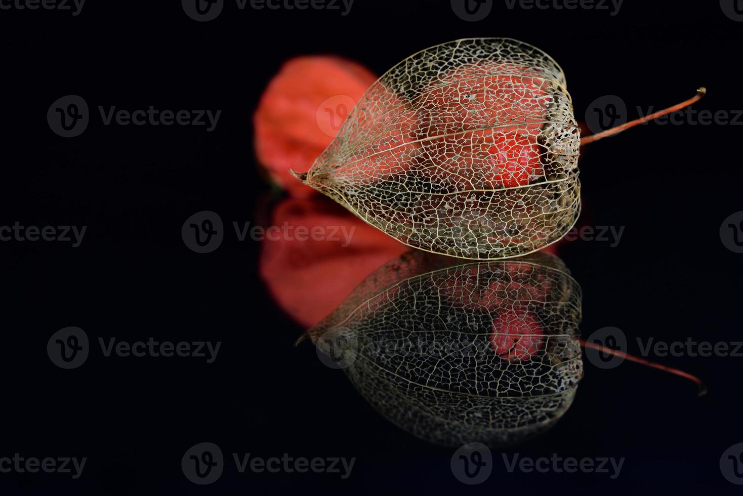 Close-up of the frame of a Chinese lantern flower with a berry in its center, against a dark background on which the flower is reflected photo