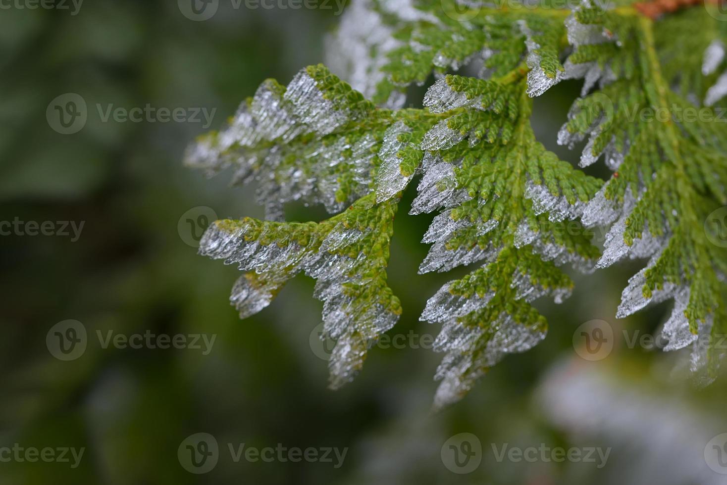 Close-up of a cornifer covered in ice crystals in winter photo