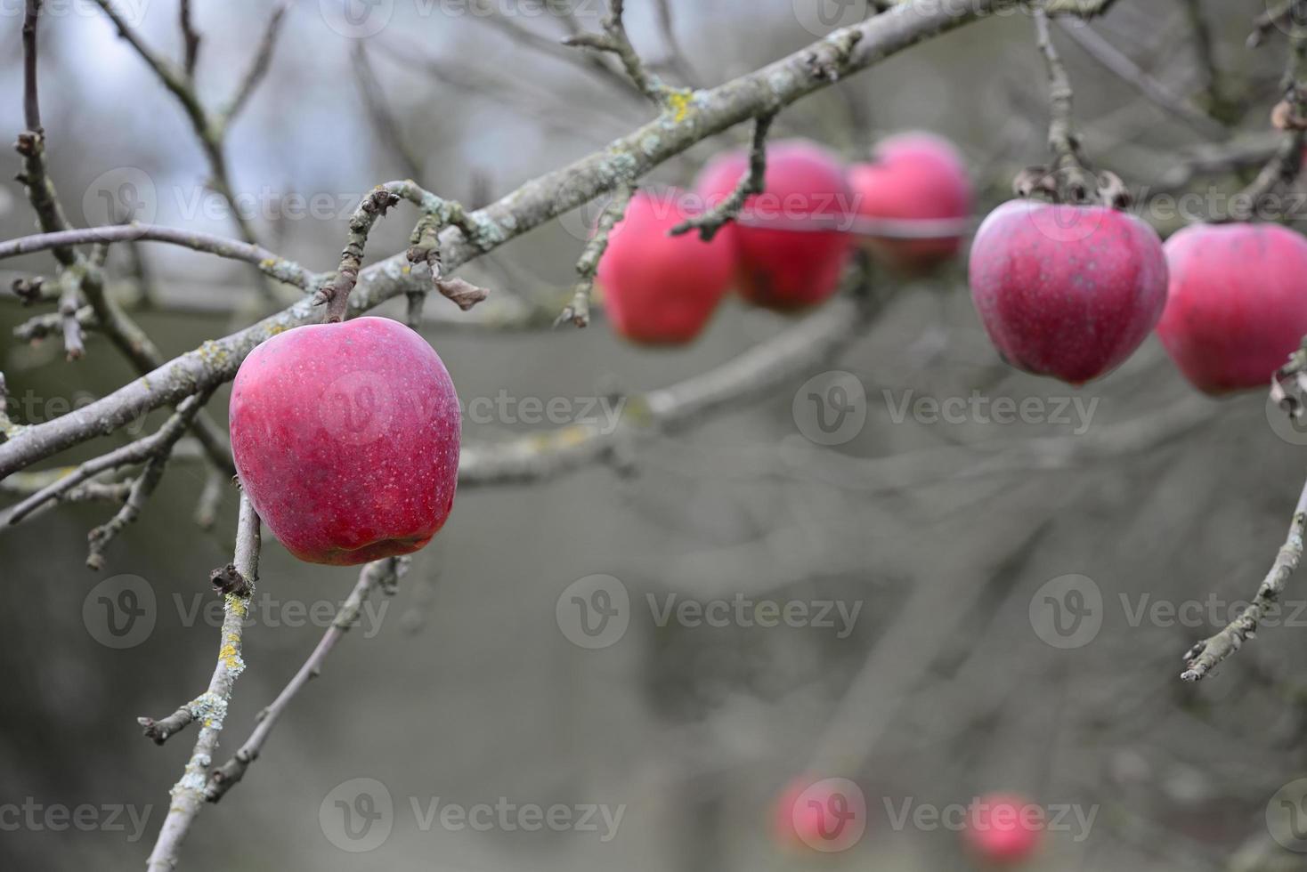 Red ripe apples hang from a bare tree against a gray background in winter photo