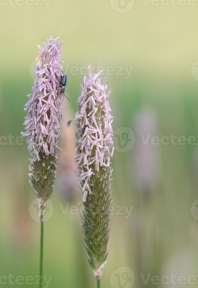 Close up of two weed flowers, with many small pink petals. A small blue beetle climbs on a flower. The background is light. photo