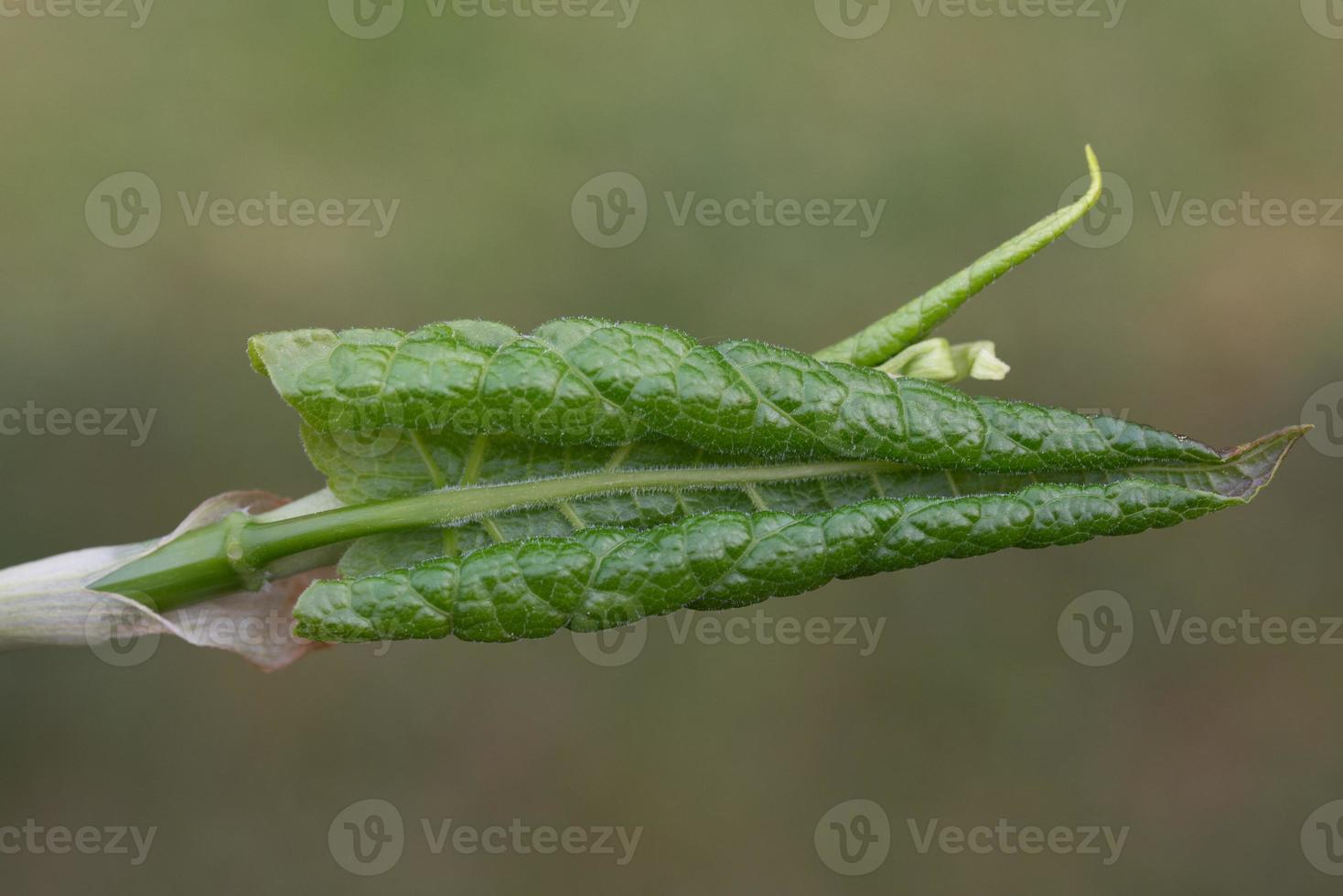 Close up of a green leaf about to unroll and open against a green background photo