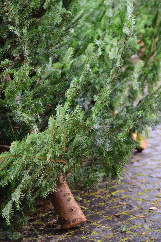 Detail of used Christmas trees that are placed on cobblestones after Christmas for collection photo