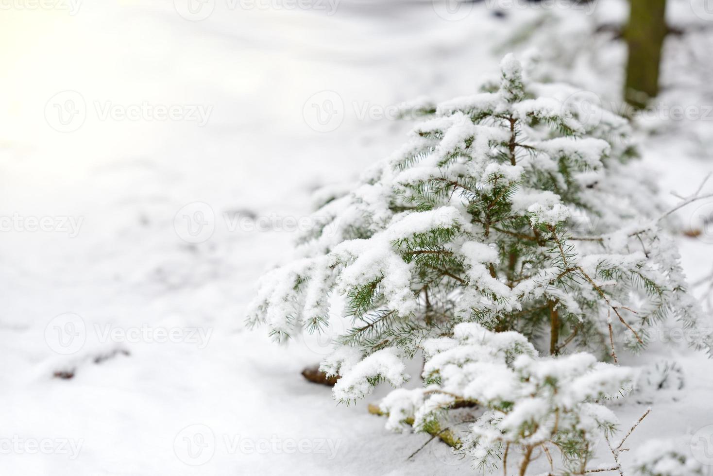 In winter a small young spruce stands on the edge of the forest and is covered with snow photo