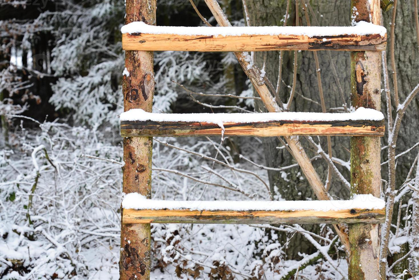Close up of a wooden ladder covered in snow leaning against a tree in the forest photo
