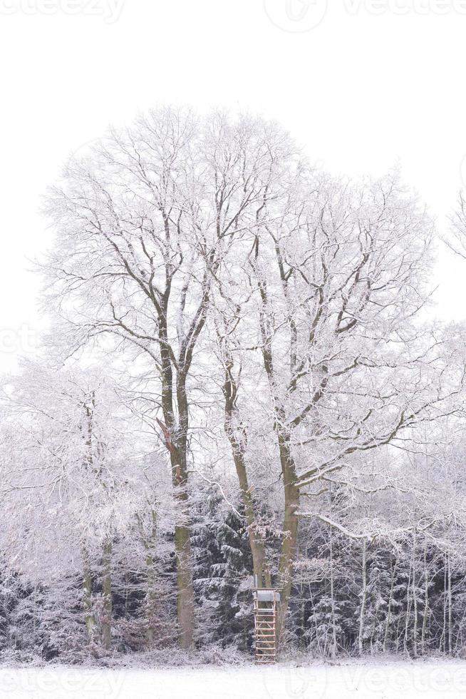 At the edge of the forest there is a large, bare oak covered with snow in winter. In front of the oak there is a hunter's stand with a ladder photo