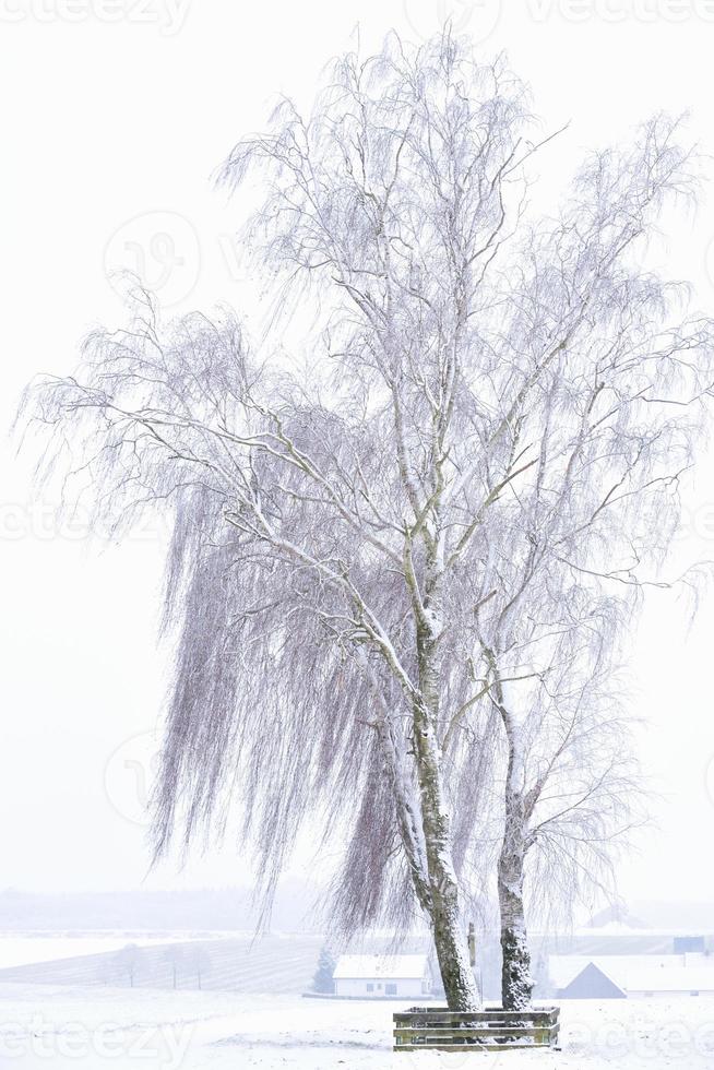 Winter landscape with a large birch tree standing in the snow against the background of a small village, in vertical format photo
