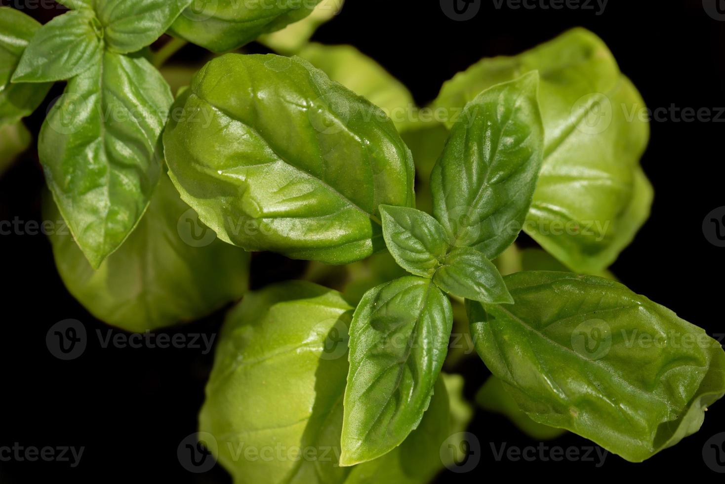 Fresh basil leaves photographed from above against a dark background. photo
