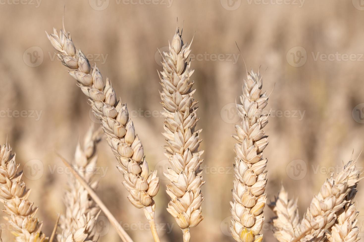 Three ripe ears of golden wheat grow side by side in a wheat field. The background is light. photo