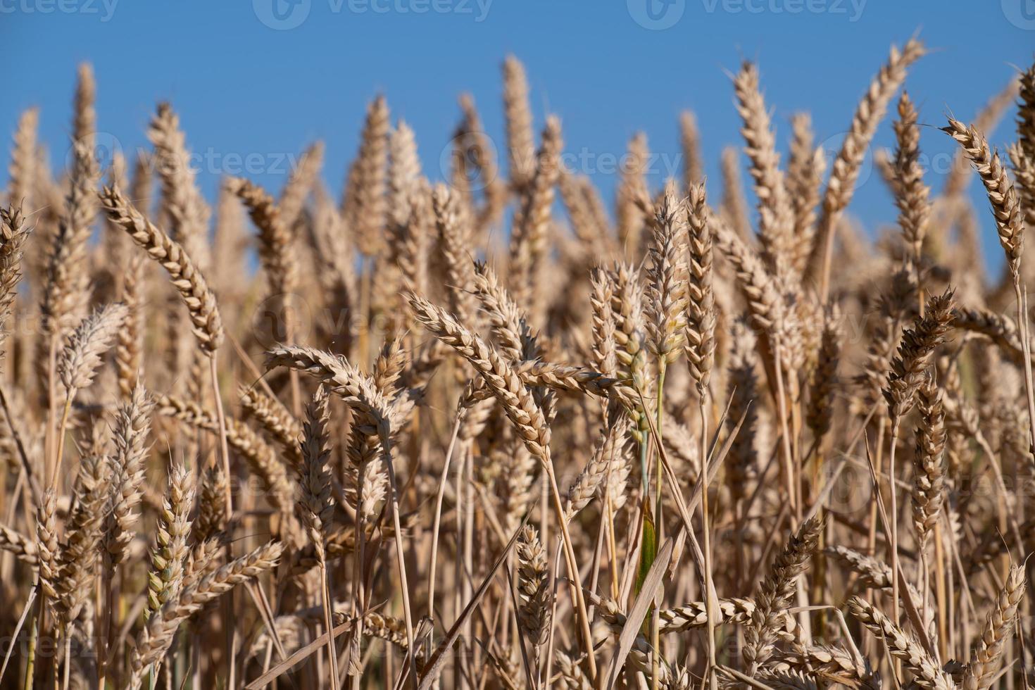 Detail shot of a ripe field with ears of wheat against a blue sky. photo