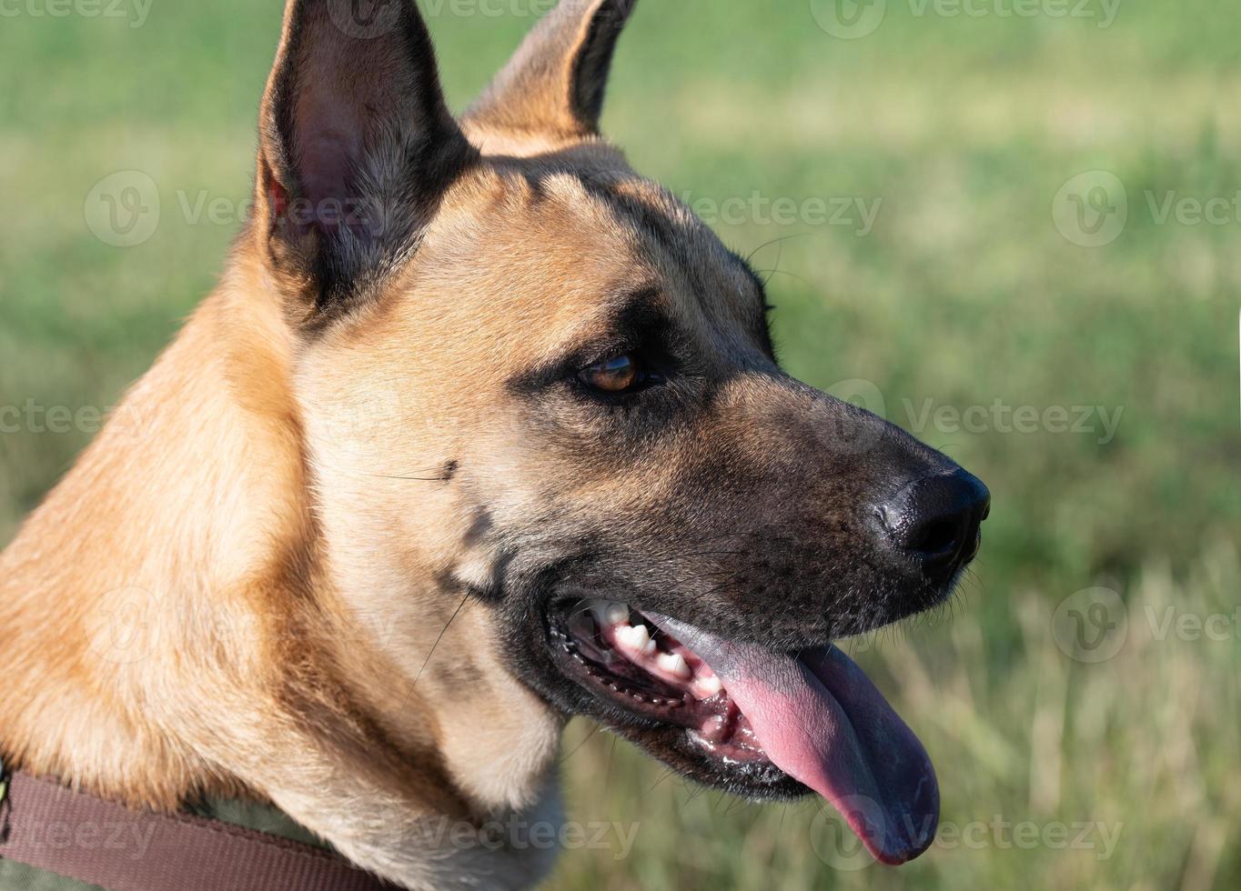 Close-up of the head of a German Shepherd mix. The animal is outdoors against a green background. The mouth is open, the tongue is hanging out. photo