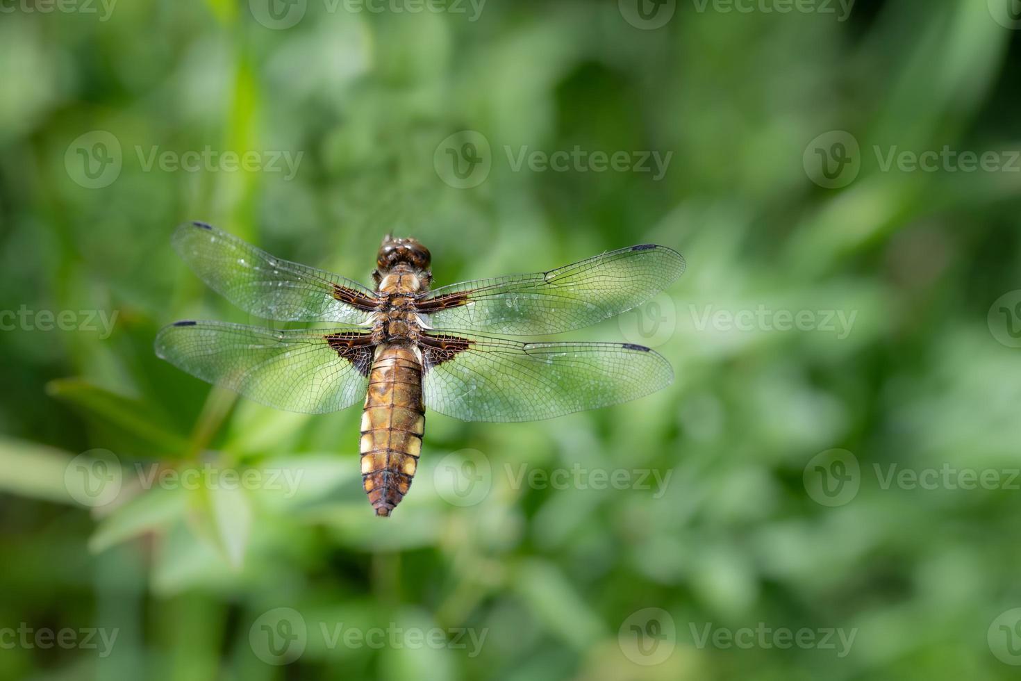 Close-up of a flying flat-bellied dragonfly  flying over a green meadow, in summer photo