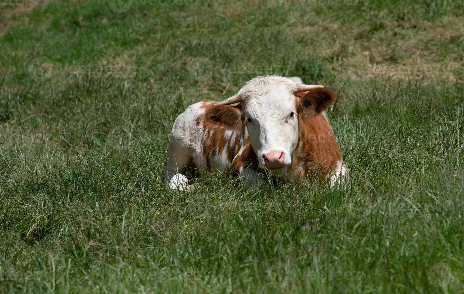 A young cow sits on a green pasture. The beef is spotted white and brown. It rests and examines its surroundings curiously. photo