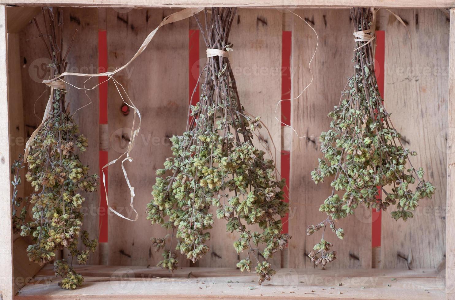 Three bunches of oregano are hanging in a fruit crate to dry, forming a background photo