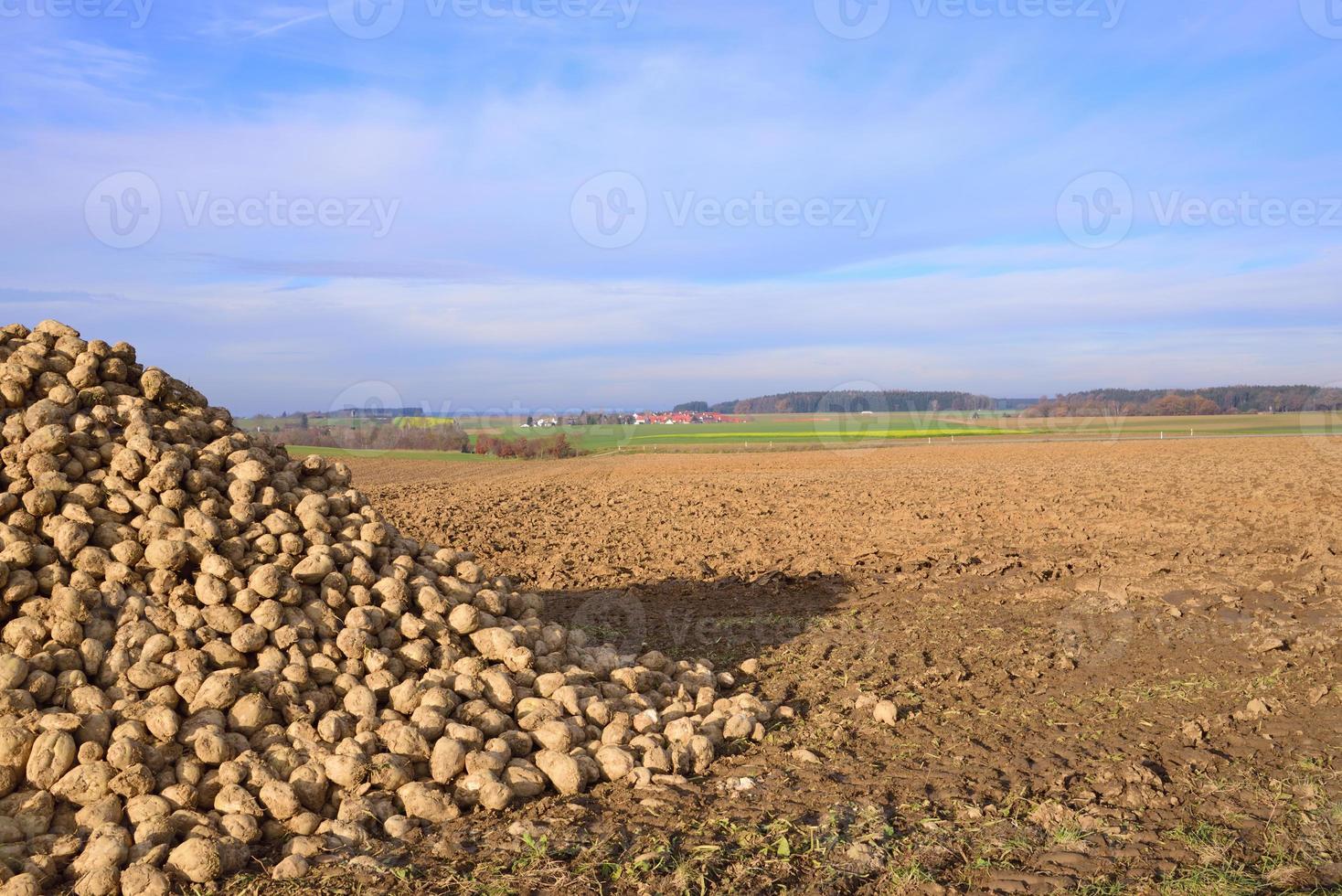 In front of a wide landscape in autumn, with a small village in the background and under a cloudy sky, is a harvested field and a heap of sugar beets photo