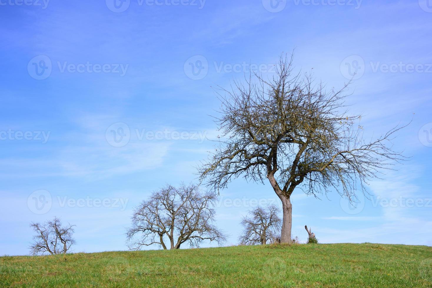 Bare, gnarled apple trees stand in a meadow against a blue sky with clouds in Bavaria photo