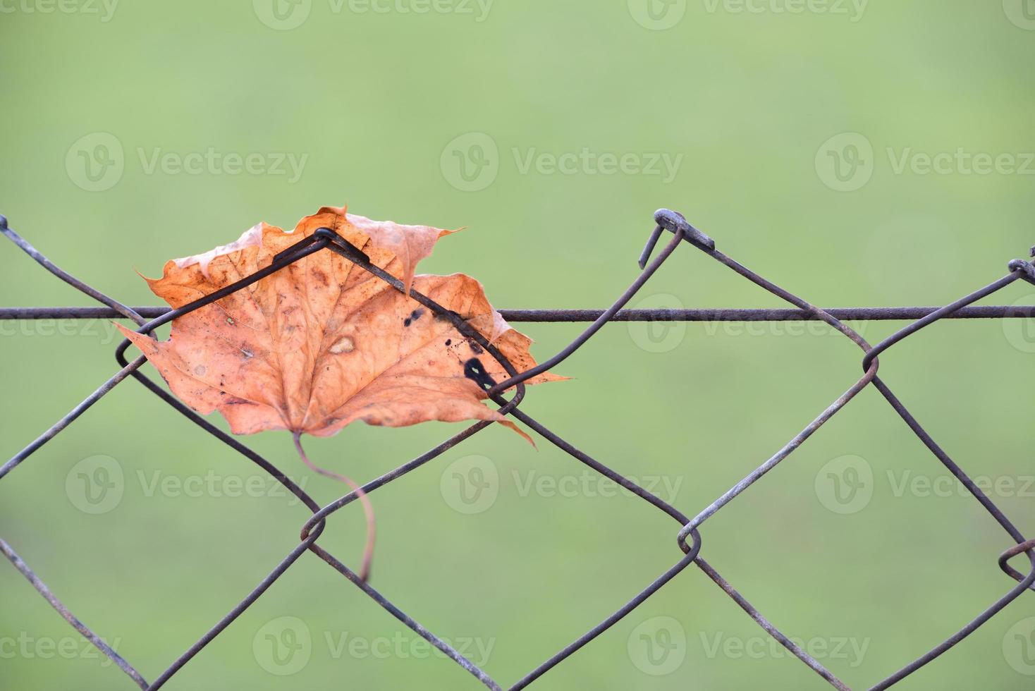 An old dry leaf hangs in a chain link fence against a green background in autumn photo