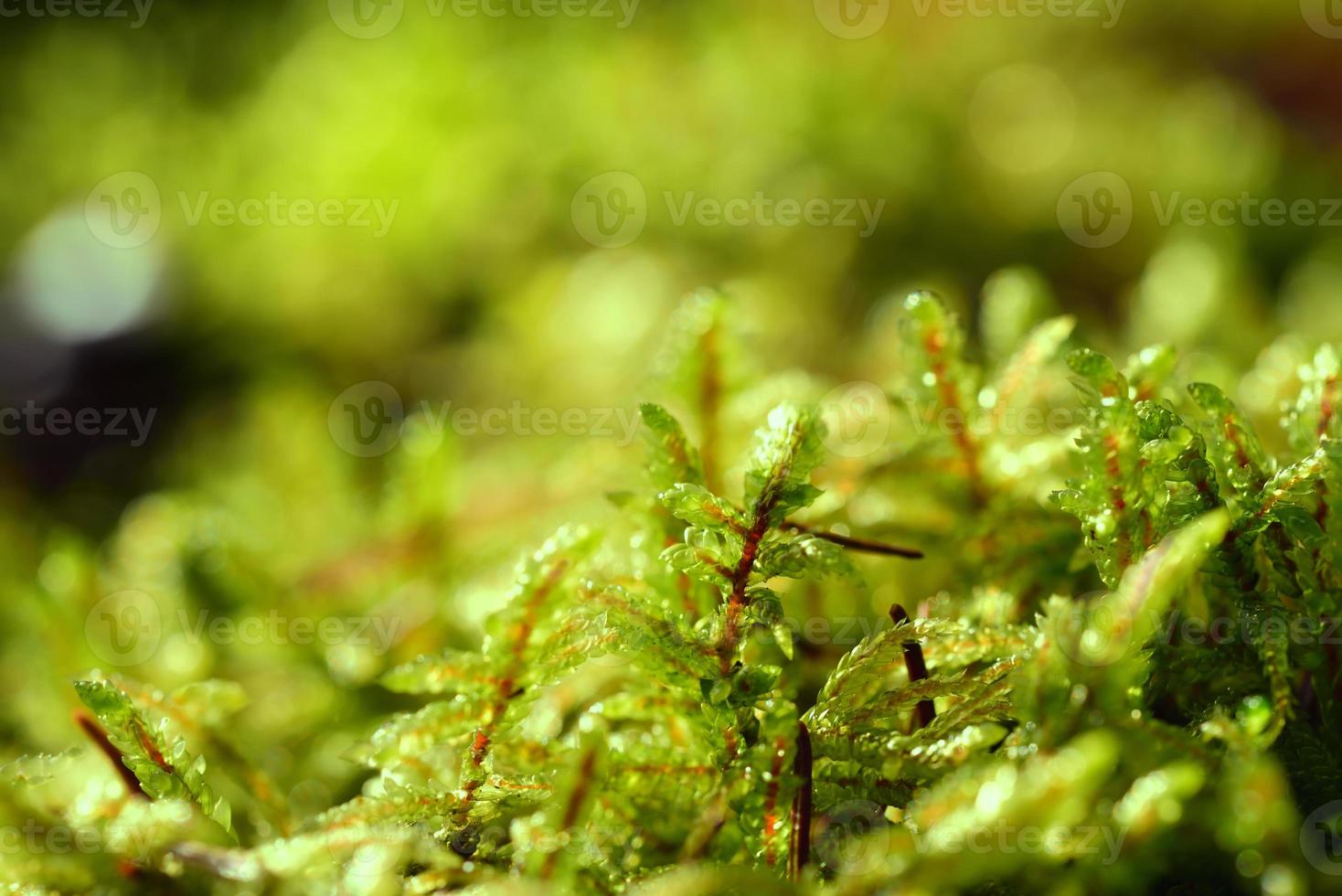 Close up and background of green damp moss growing on damp ground photo
