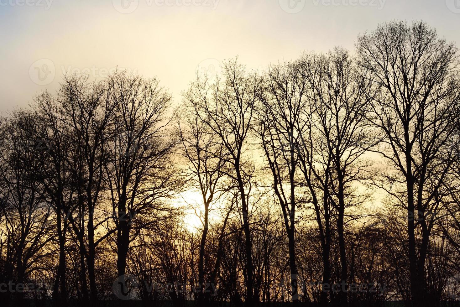 Bare trees at sunset photo