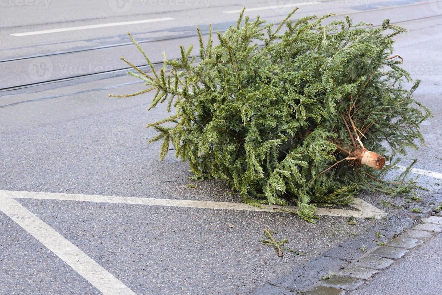 After Christmas, a used Christmas tree is on the side of the road to be picked up by the pick-up service. photo