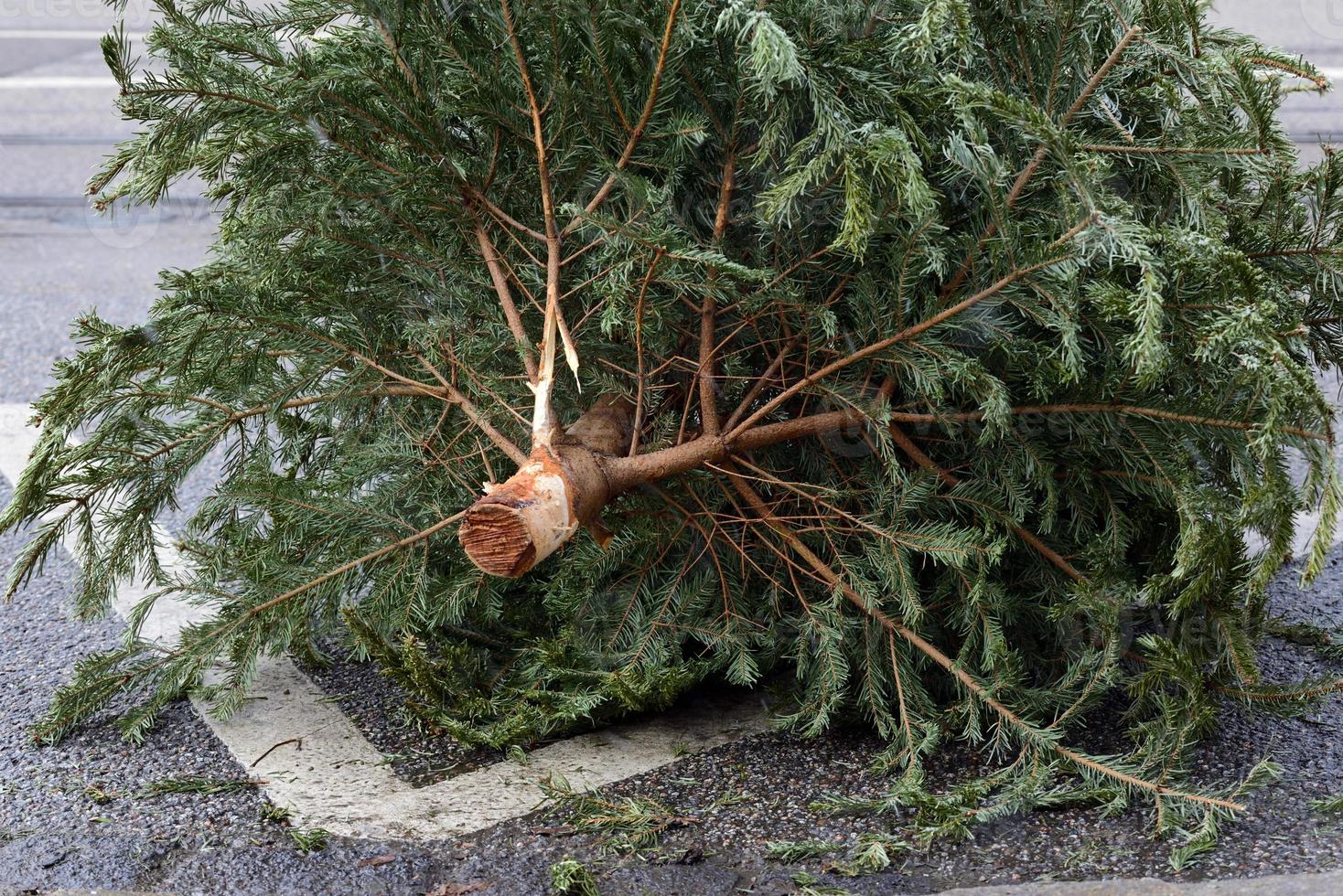 After Christmas, a used Christmas tree is on the side of the road to be picked up by the pick-up service. photo
