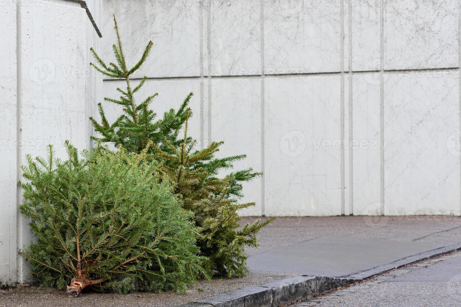 In winter, after Christmas, there are three used and old Christmas trees on the street, leaning against a concrete wall that forms a background for text. photo
