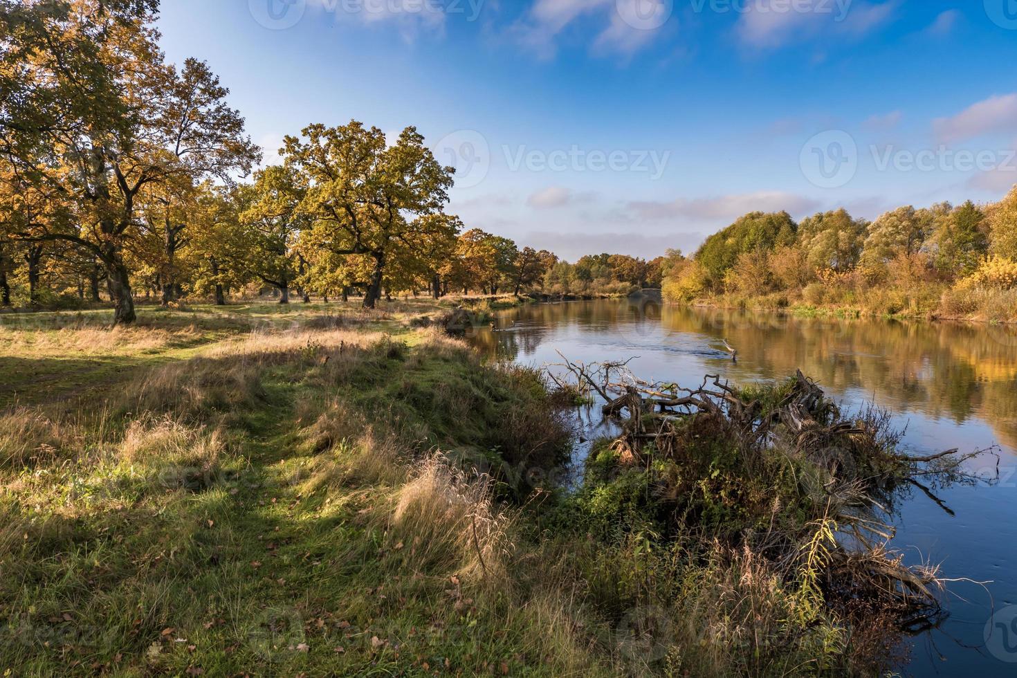 beautiful landscape in oak grove with clumsy branches near river in gold autumn photo