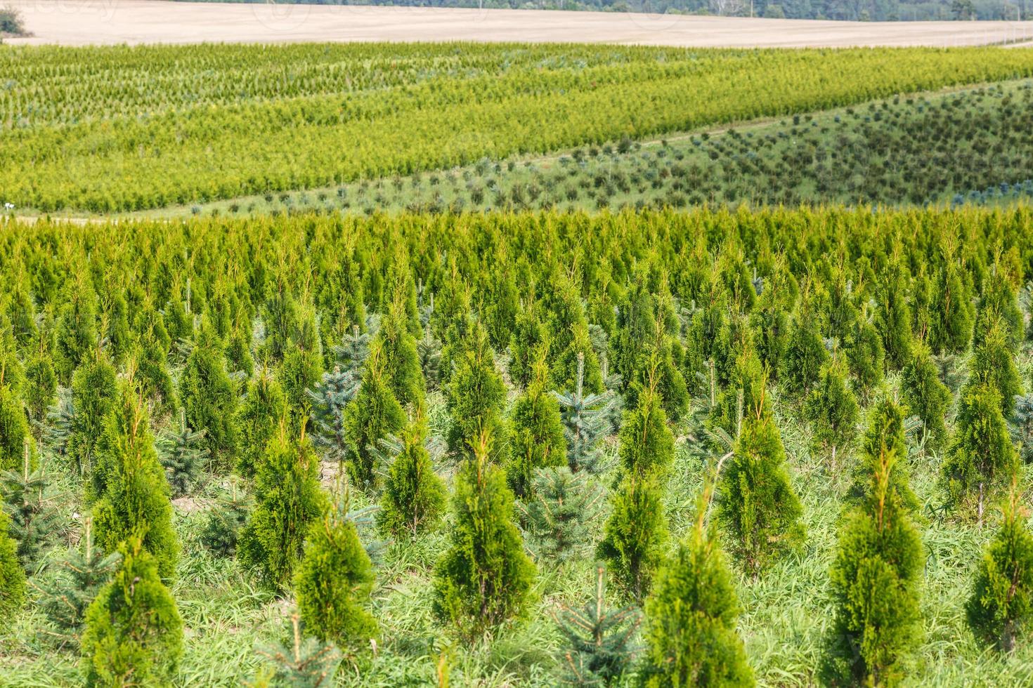 rows of young conifers in greenhouse with a lot of plants on plantation photo