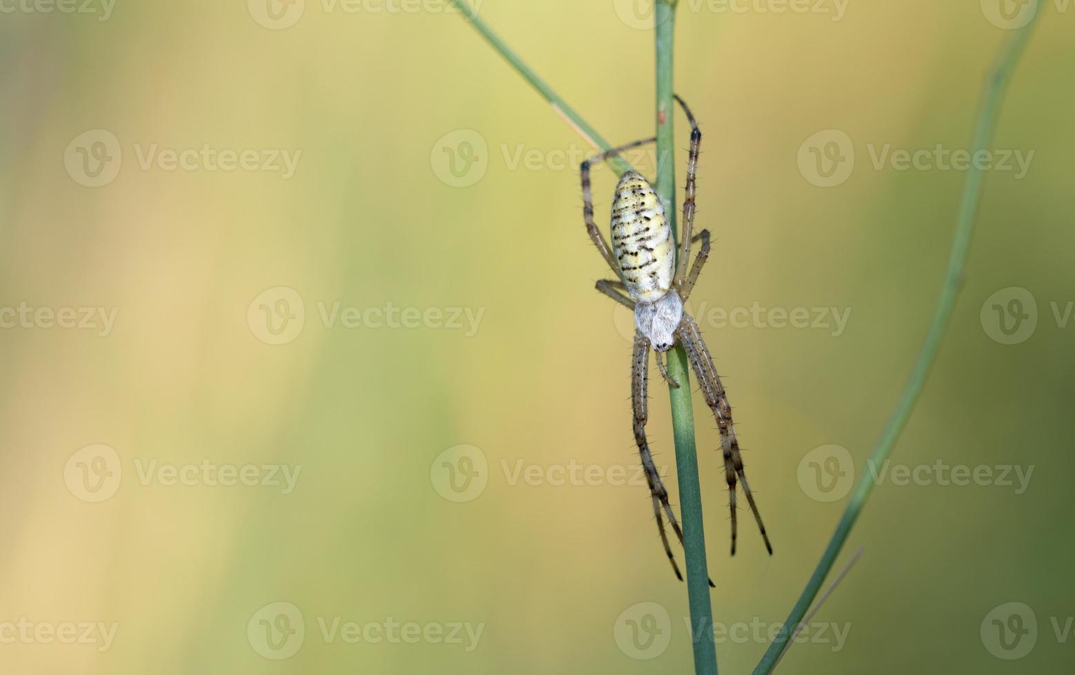 A small spider from the genus Argiope, hangs on a blade of grass, against a light background, in nature. photo