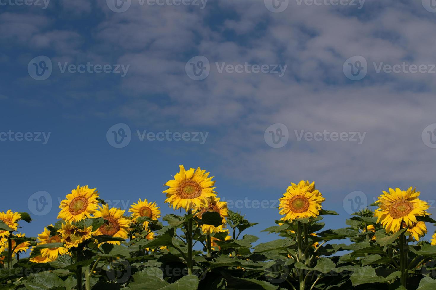 Yellow blooming sunflowers grow against a blue sky in nature. The flowers form a border at the bottom edge of the picture. There is plenty of room for text in the blue of the sky. photo