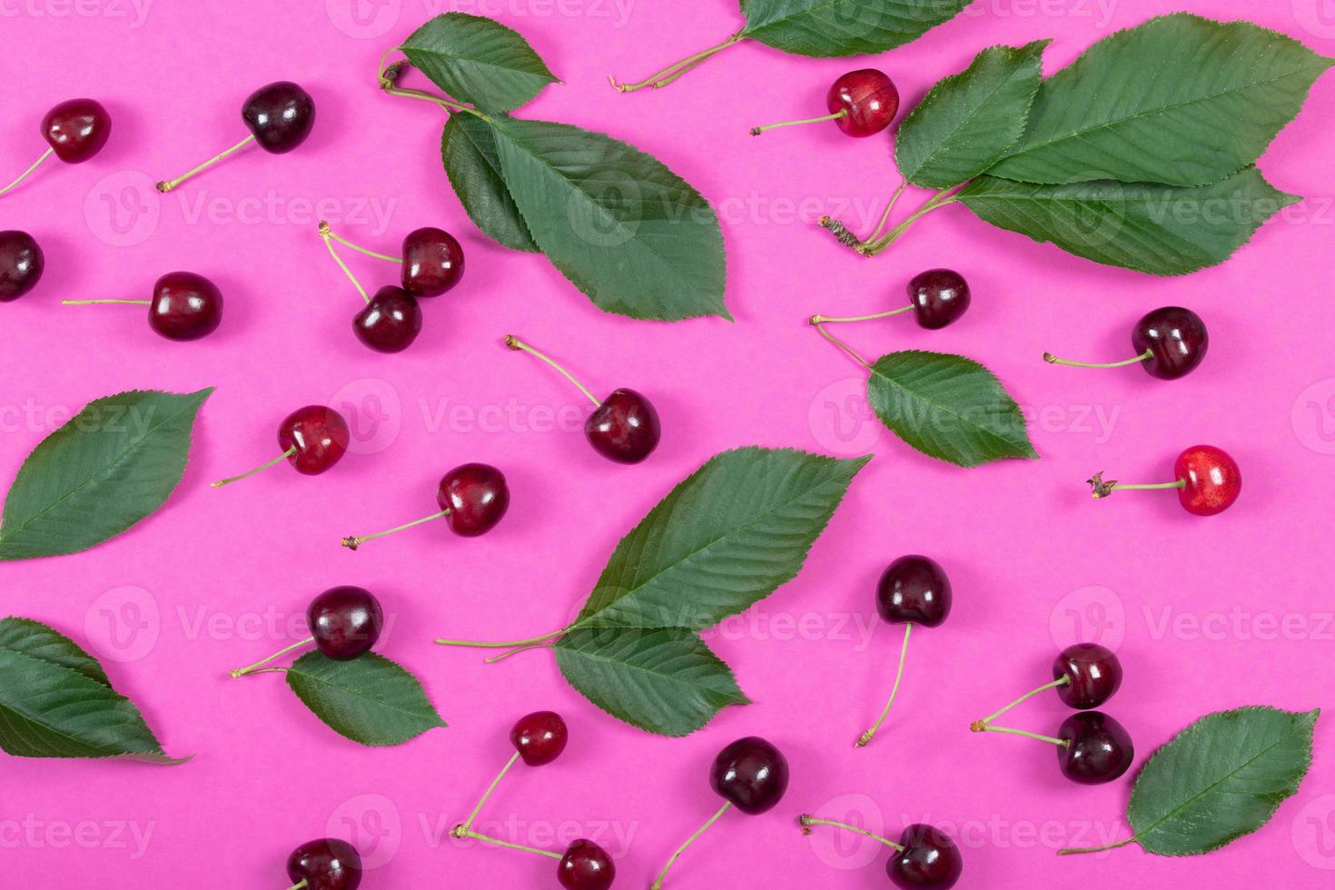 Pink background on which lie many red ripe cherries with green leaves in between. The background is in landscape format. photo