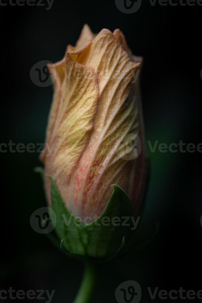 Close-up of the pastel colored bud of a hibiscus plant just beginning to bloom against a dark background photo