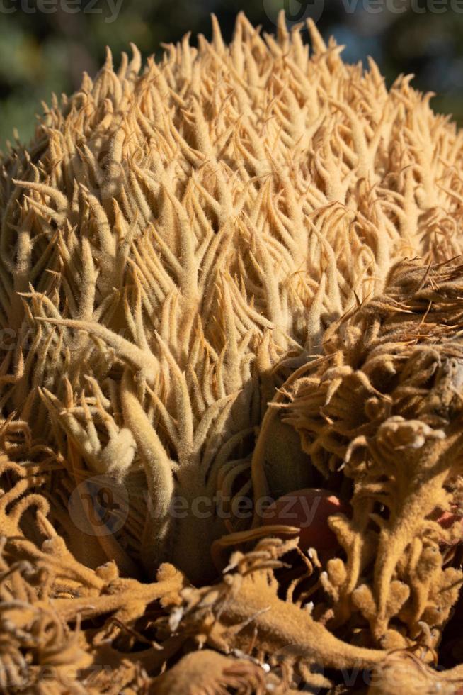 A close-up of the blossom of a palm tree. The palm tree grows outdoors. photo