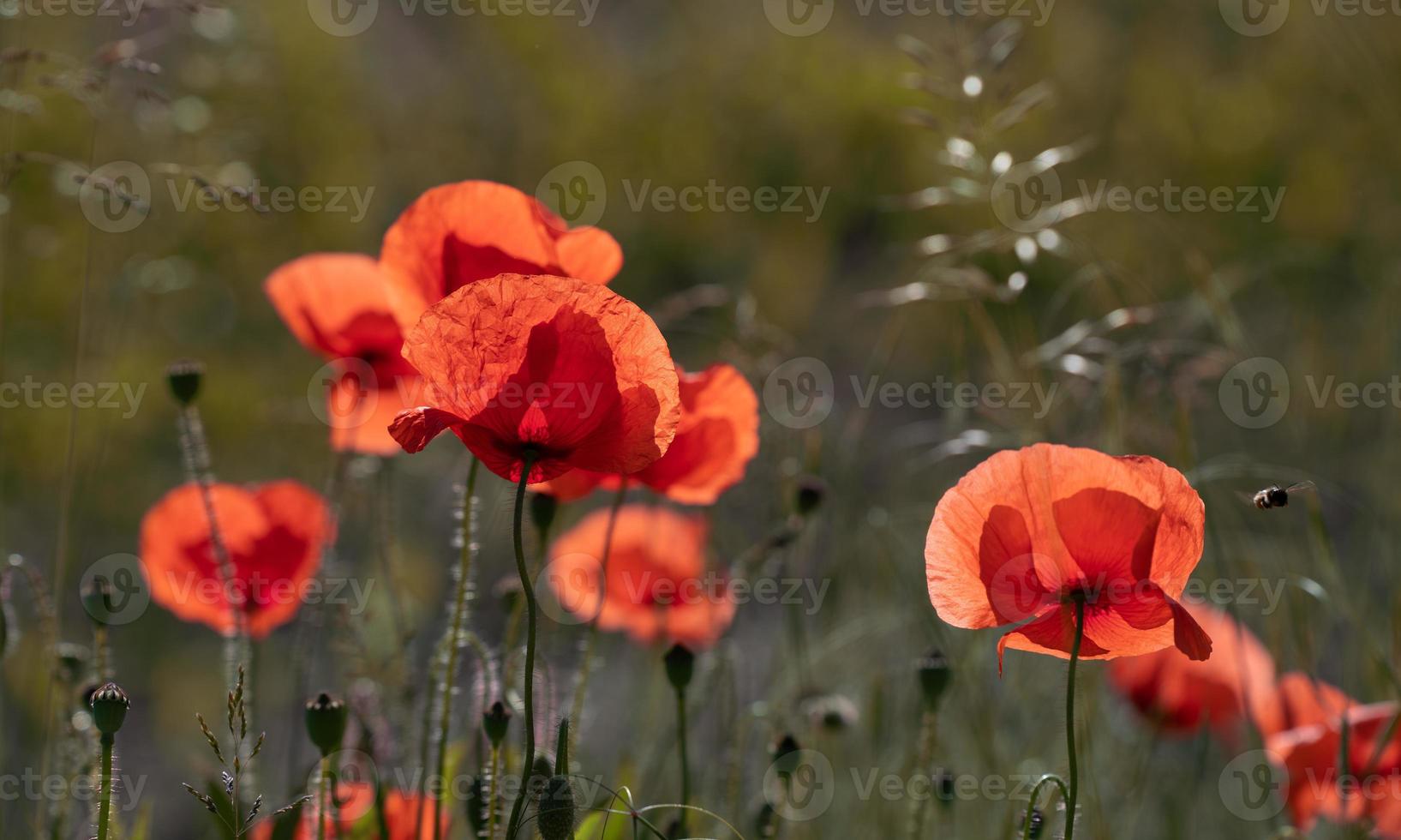 In summer, red poppies grow in a meadow in the morning. The sun shines from behind. photo