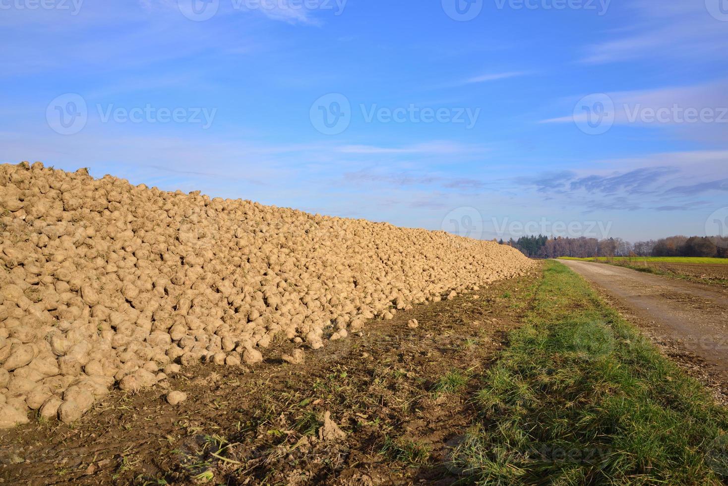 Scenic image in autumn in Bavaria, with a harvested field on which sugar beets lie next to a narrow path photo