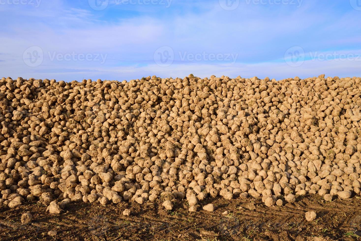 Freshly harvested sugar beets lie in a large heap on the ground against a cloudy sky photo