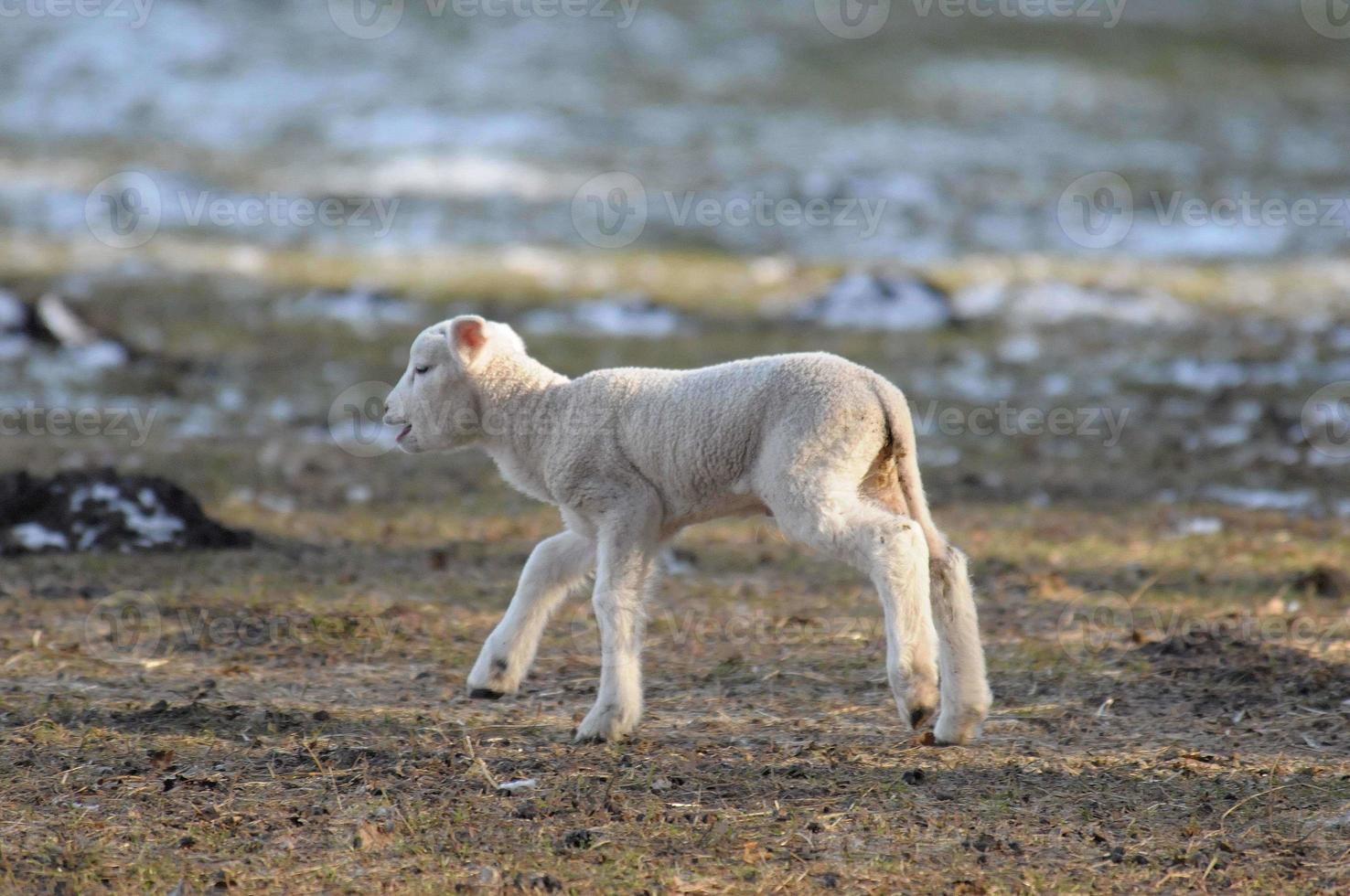 sheeps at winter time photo