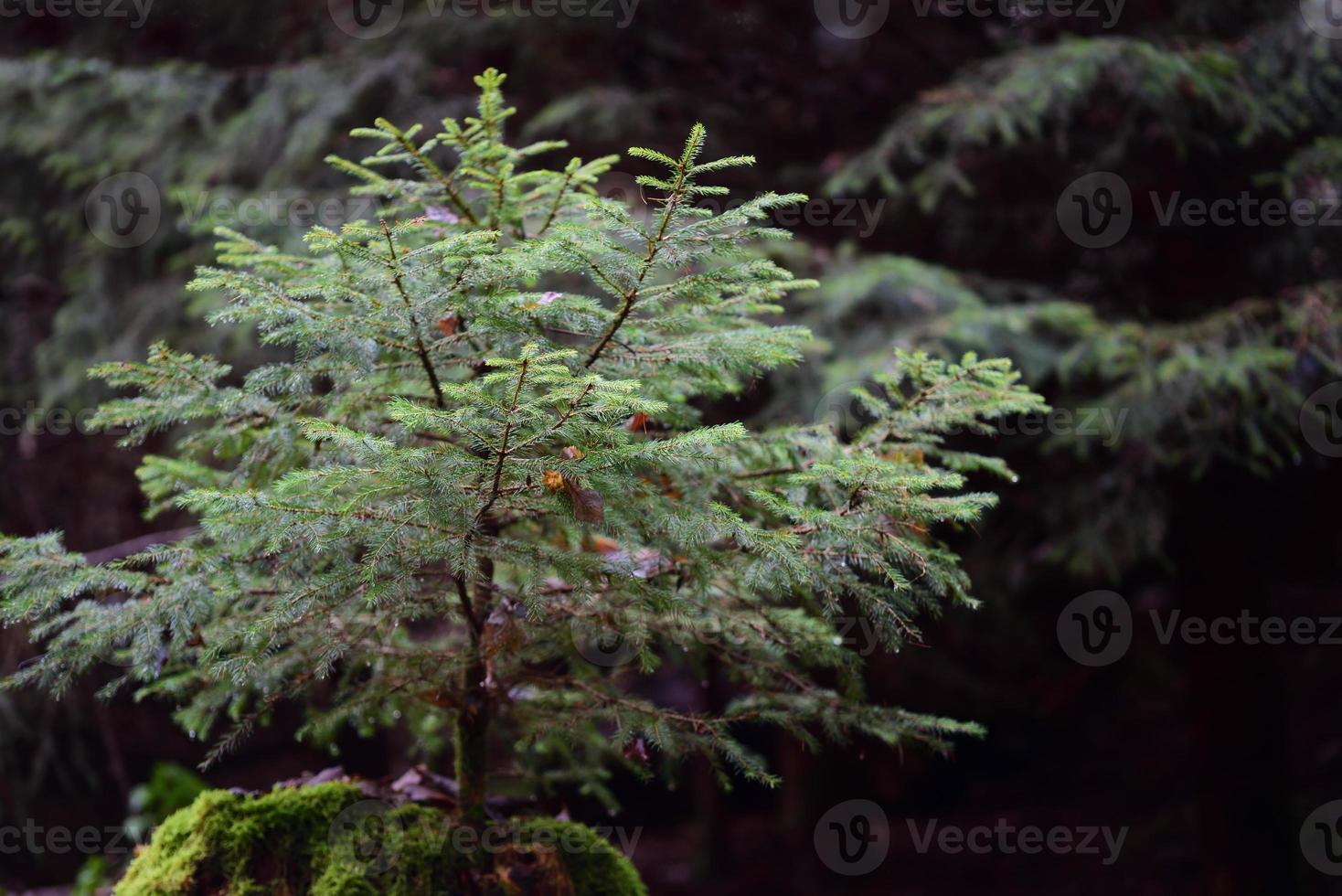 In a forest, a small spruce grows out of an old stump that is overgrown with moss. photo