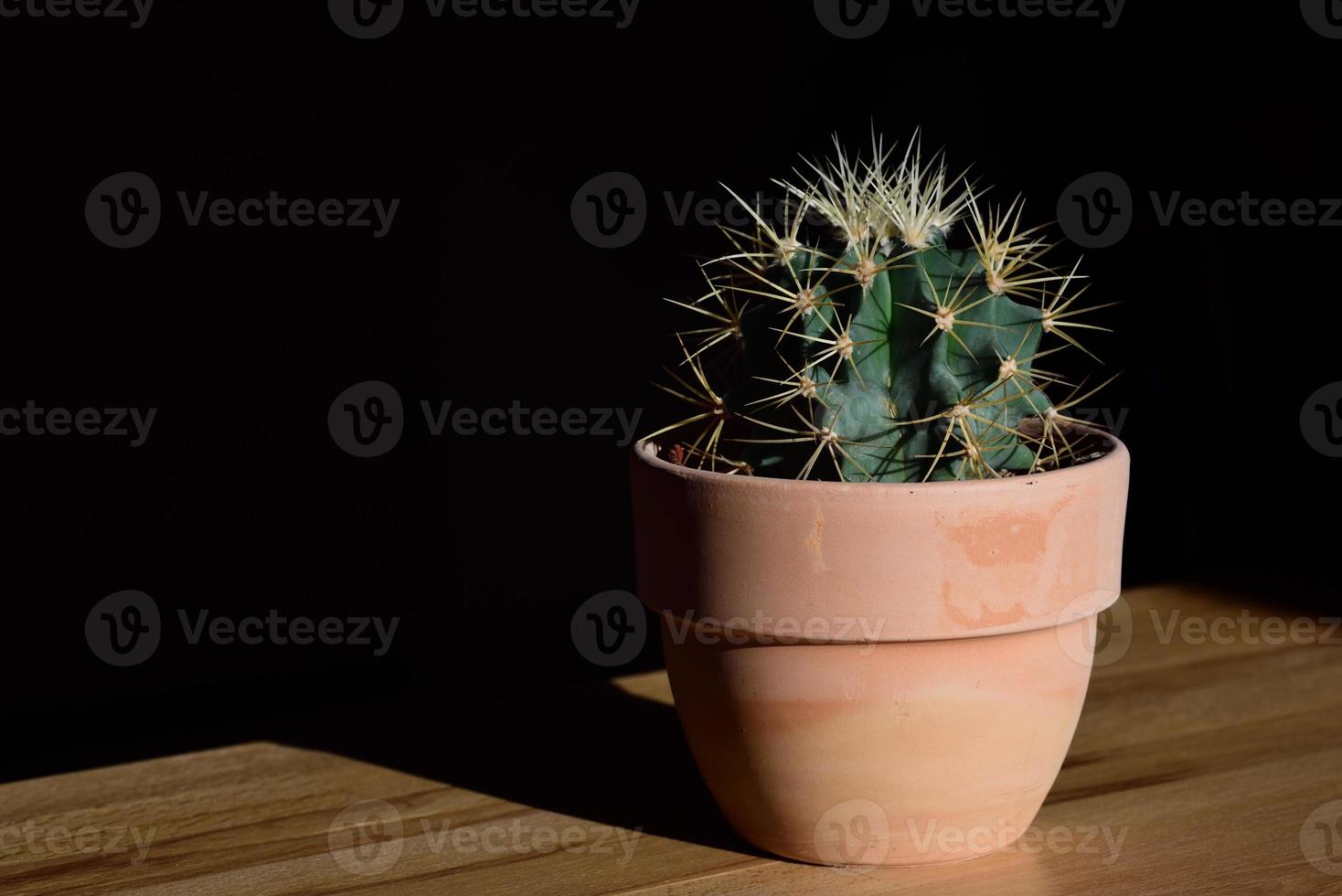 A small green cactus with spines stands in a flower pot against a dark background photo