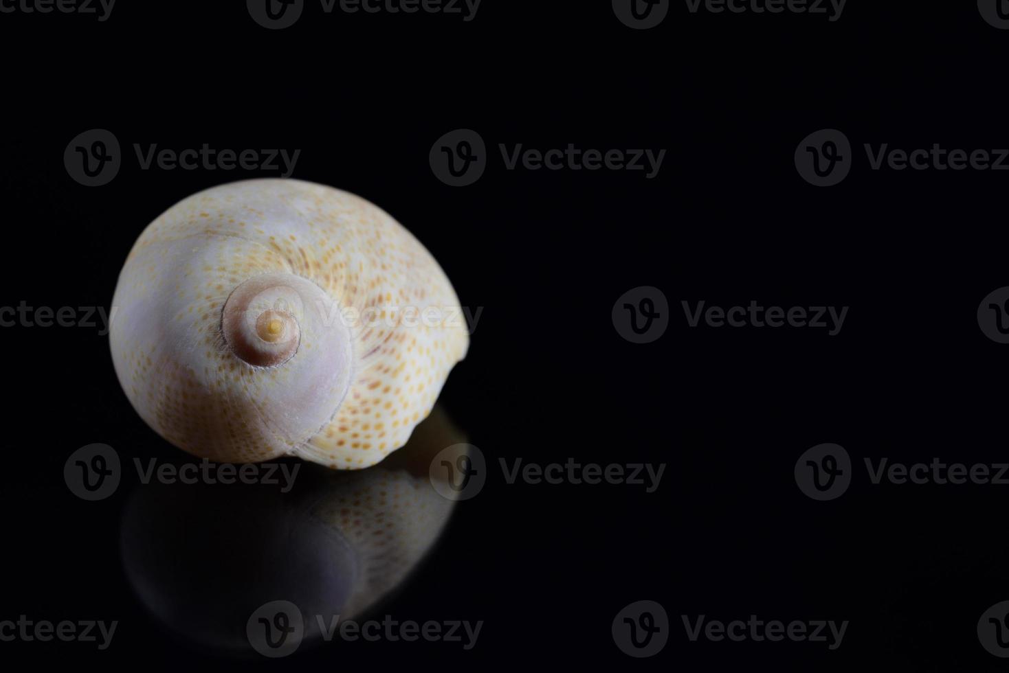 A white snail shell is reflected against a dark background, with space for text photo