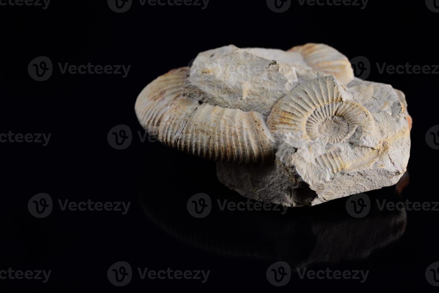 A petrified snail shell, partly still covered with stone, lies in front of a dark background and is reflected in it photo