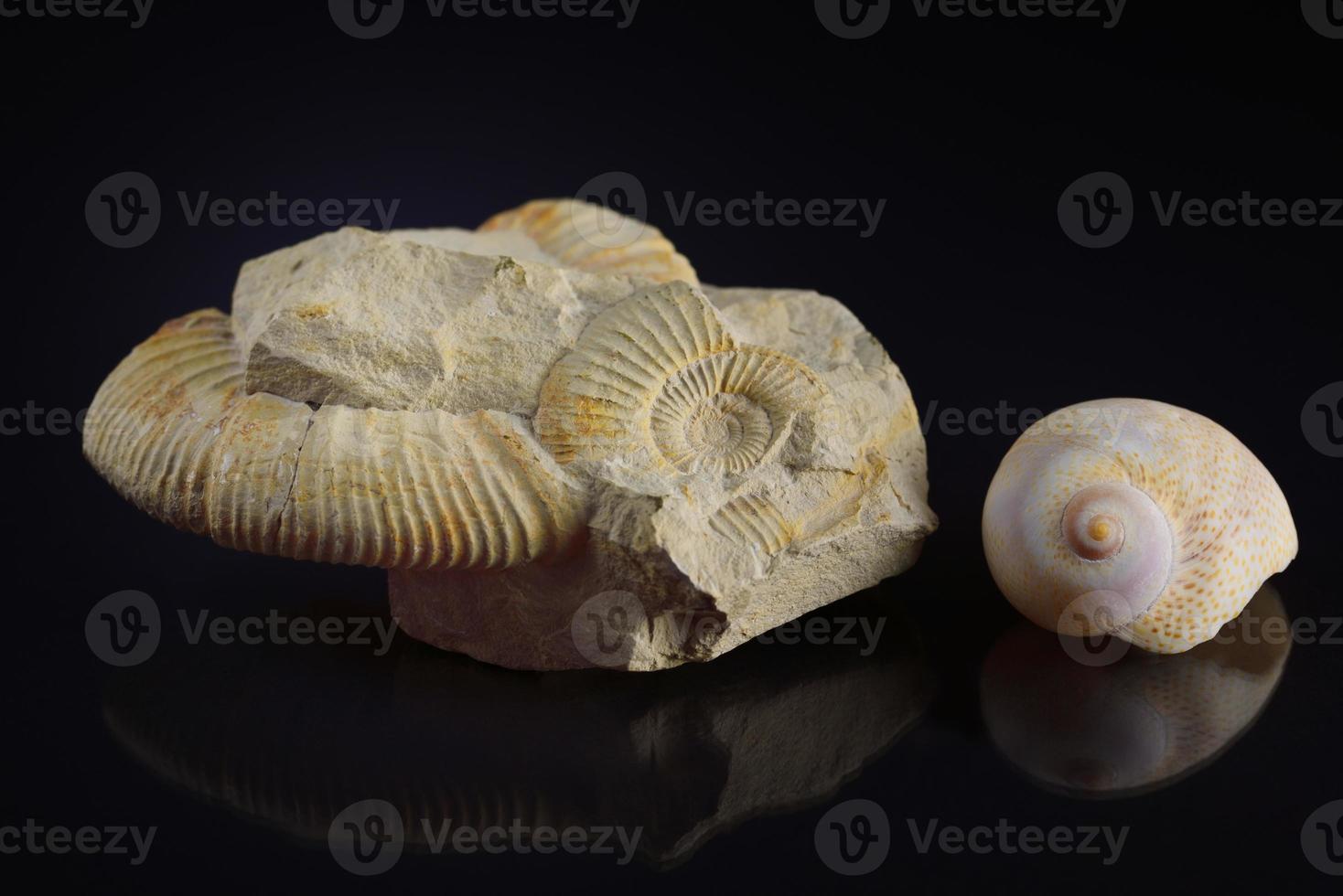 A fossil in the form of a snail and a conch shell lie next to each other against a dark background photo