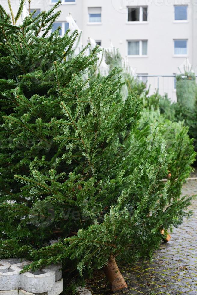Fresh Christmas trees are available in December in Bavaria, in a residential area in the city photo