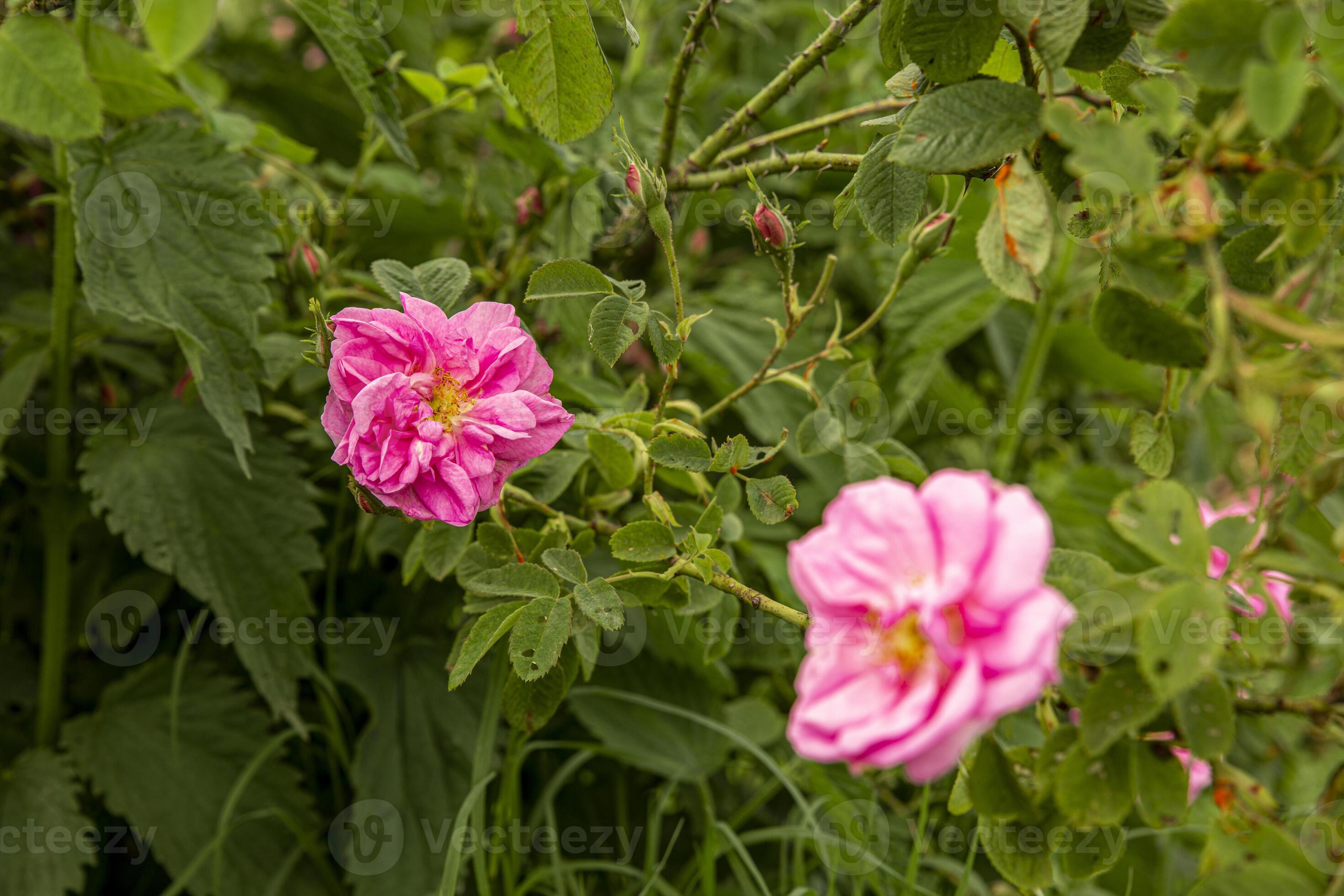 Rosa damascena fields Damask rose, rose of Castile rose hybrid, derived from Rosa gallica and