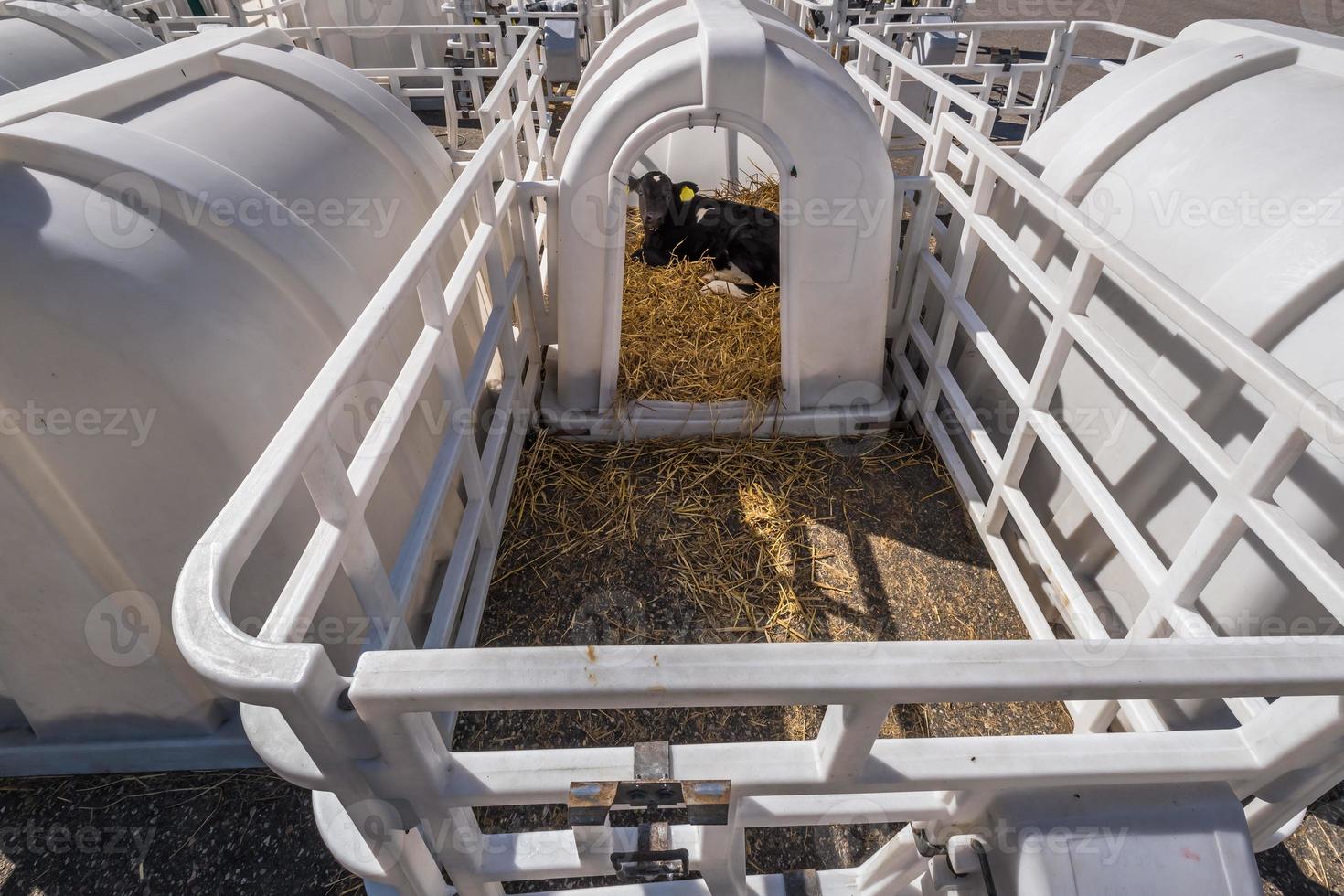 white plastic calfhutch on straw. Little calf standing in cage in livestock barn on daity farm. Cattle breeding, taking care of animals. Livestock cow farm. photo