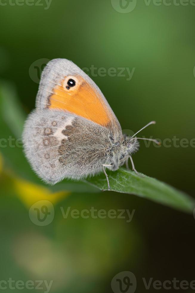 Close-up of a butterfly, a small meadowbird, sitting on a blade of grass in nature. photo