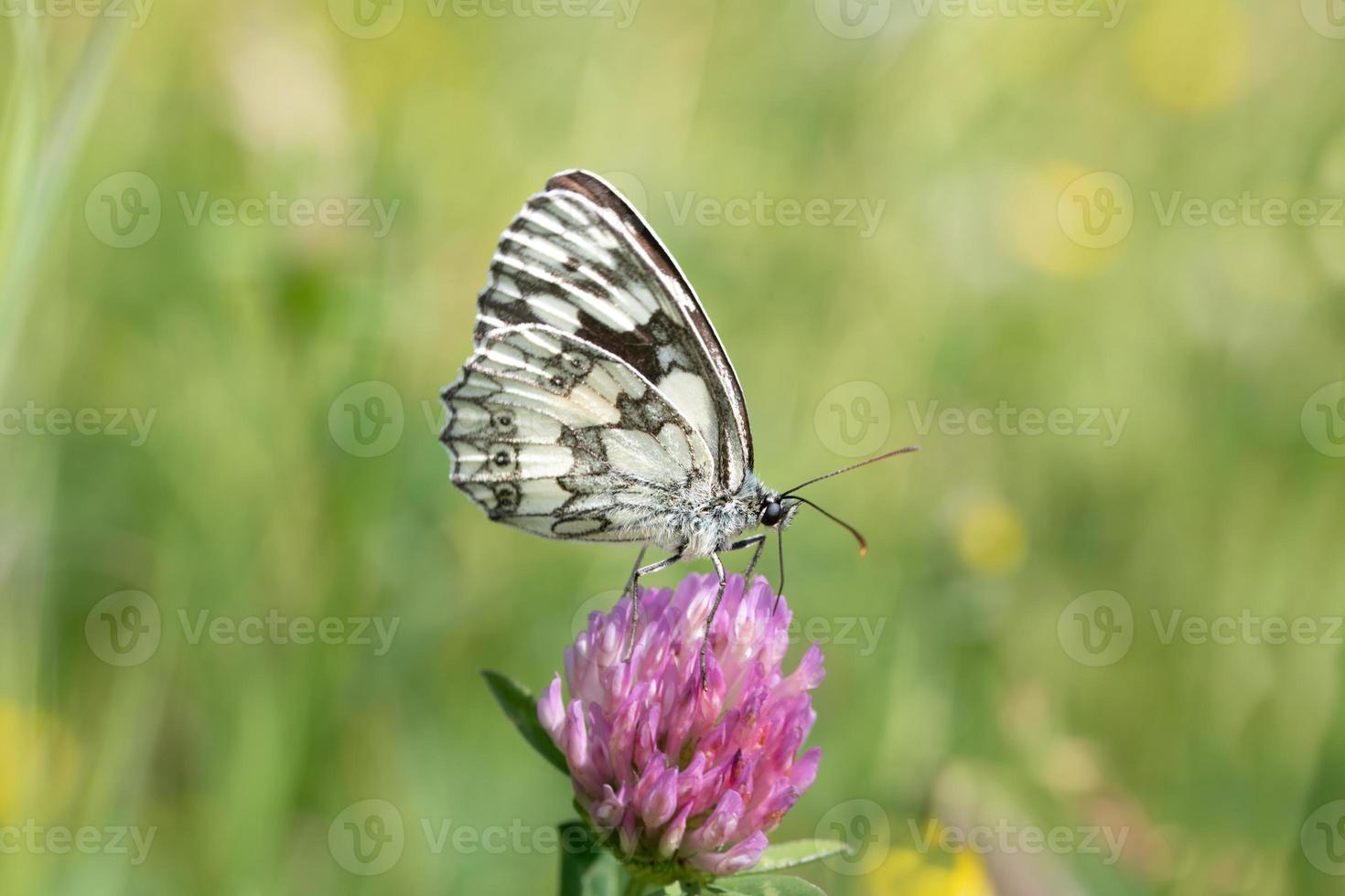 A white-and-black marbled white  sits on a purple wild clover blossom in front of a brightly shining meadow in the sun. photo
