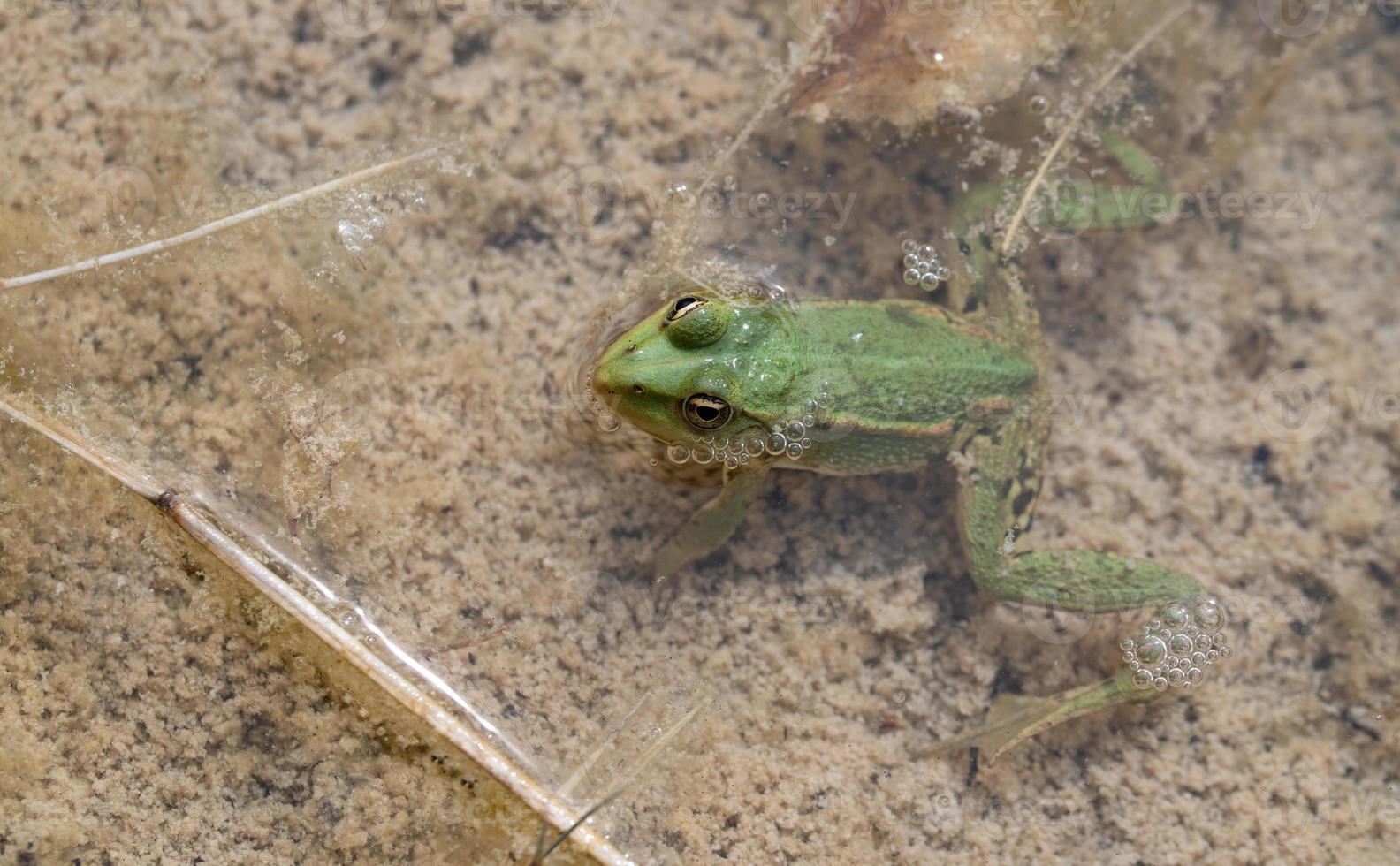 A small green frog  from above hiding in the pond. The frog sticks its head out of the water. photo